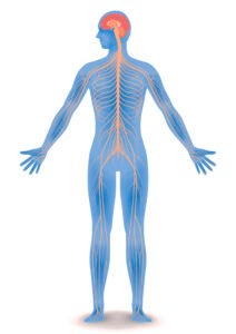 Spine and nervous system connection